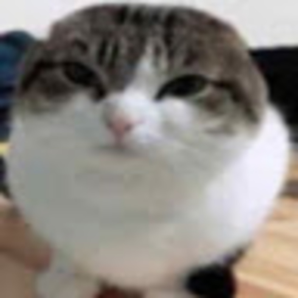 hi